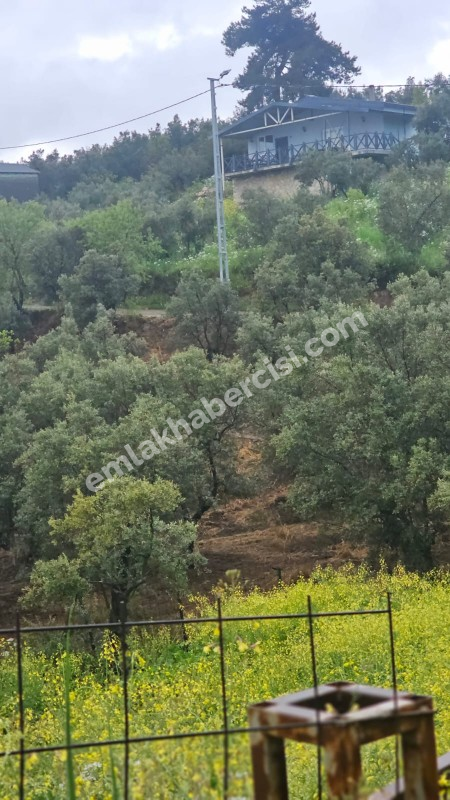 MUDANYA MERKEZE 1 KM MESAFEDE YATIRIMLIK 9 DÖNÜM ZEYTİNLİK