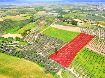 Didim Akköy'de Satılık 7400 M2 Tarla