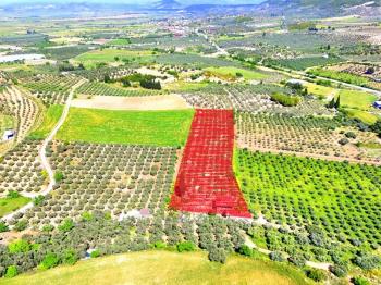 Didim Akköy'de Satılık 7400 M2 Tarla