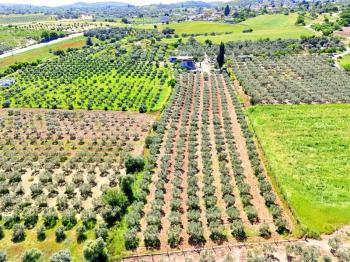 Didim Akköy'de Satılık 7400 M2 Tarla