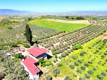 Didim Akköy'de Satılık 7400 M2 Tarla