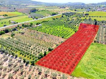 Didim Akköy'de Satılık 7400 M2 Tarla