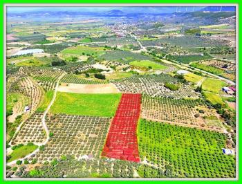 Didim Akköy'de Satılık 7400 M2 Tarla