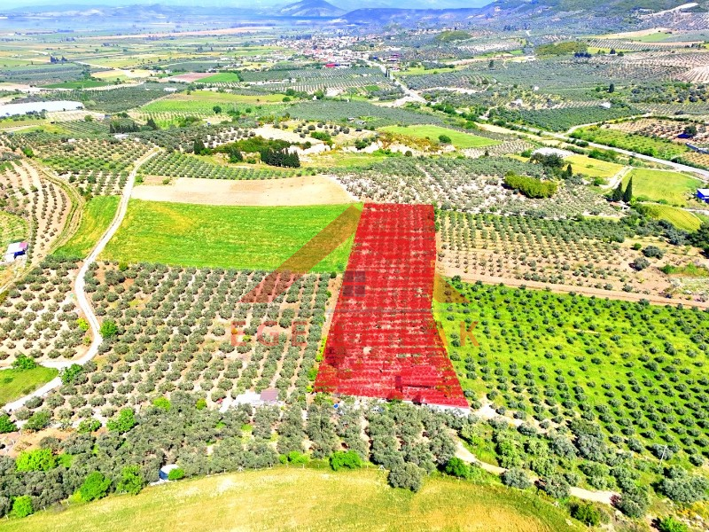 Didim Akköy'de Satılık 7400 M2 Tarla