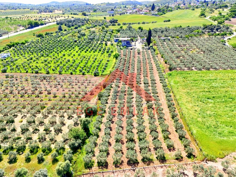 Didim Akköy'de Satılık 7400 M2 Tarla