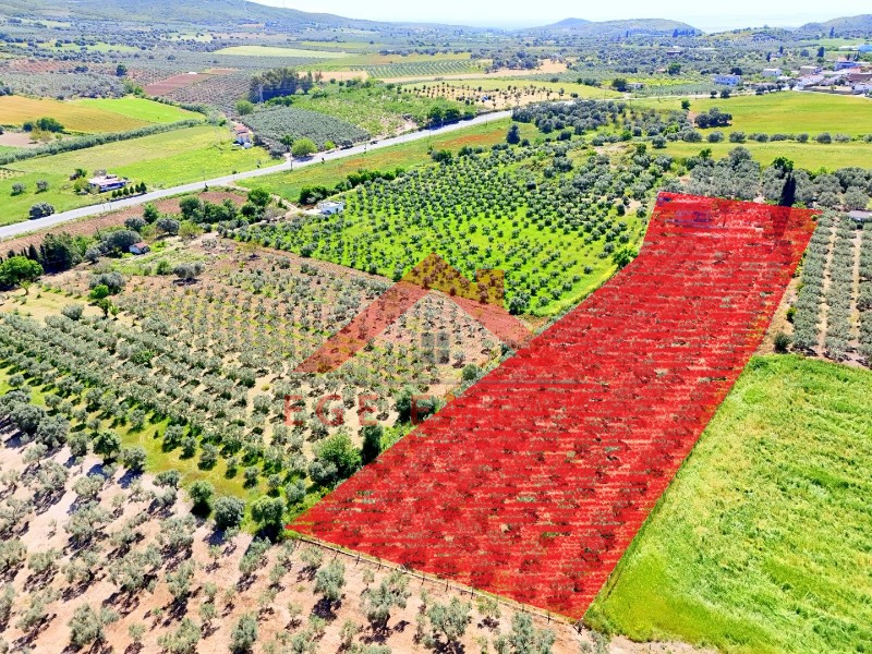 Didim Akköy'de Satılık 7400 M2 Tarla