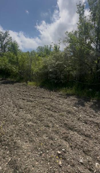 GÜVENAY - ÇORUM BOYRALI BAĞLARINDA 680  m2 SATILIK BAĞ 