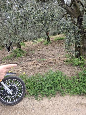  MUDANYA TALATBEY 'DE RESMİ YOLA CEPHE ELEKTRİK SU ÖNÜNDE SATILIK 5 DÖNÜM ARAZİ