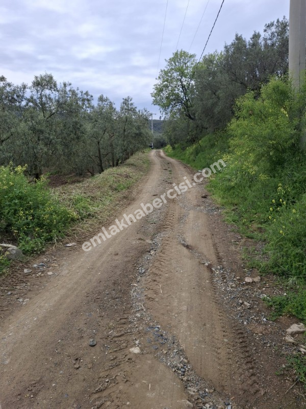  MUDANYA TALATBEY 'DE RESMİ YOLA CEPHE ELEKTRİK SU ÖNÜNDE SATILIK 5 DÖNÜM ARAZİ