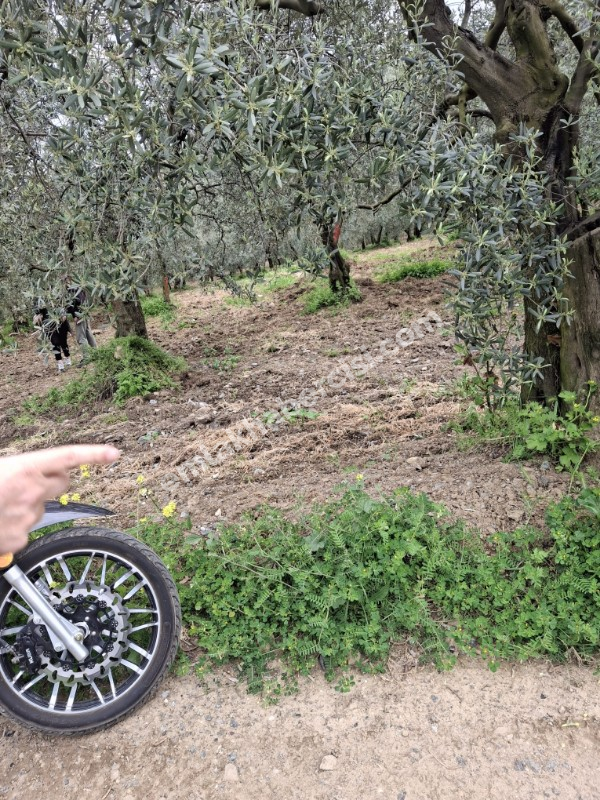  MUDANYA TALATBEY 'DE RESMİ YOLA CEPHE ELEKTRİK SU ÖNÜNDE SATILIK 5 DÖNÜM ARAZİ