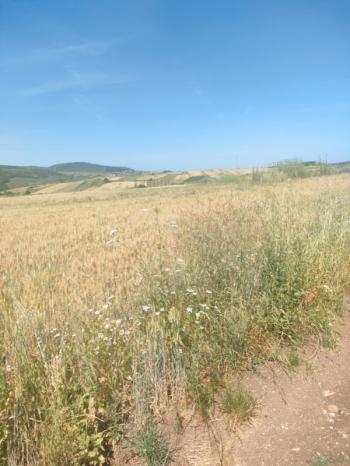 BALIKESİR GÖNEN ULUKIR'DA SATILIK 8.500 M² VERİMLİ TARLA