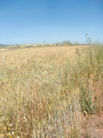 BALIKESİR GÖNEN ULUKIR'DA SATILIK 8.500 M² VERİMLİ TARLA