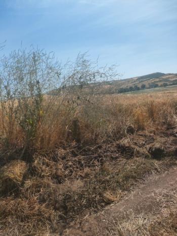 BALIKESİR GÖNEN ULUKIR'DA SATILIK 8.500 M² VERİMLİ TARLA