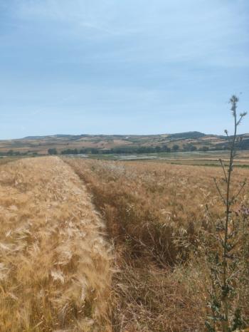 BALIKESİR GÖNEN ULUKIR'DA SATILIK 8.500 M² VERİMLİ TARLA