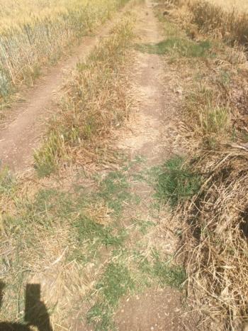 BALIKESİR GÖNEN ULUKIR'DA SATILIK 8.500 M² VERİMLİ TARLA