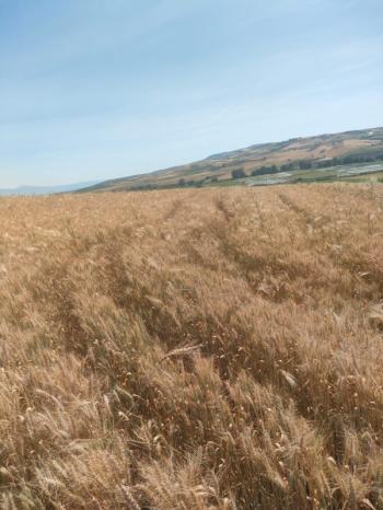 BALIKESİR GÖNEN ULUKIR'DA SATILIK 8.500 M² VERİMLİ TARLA