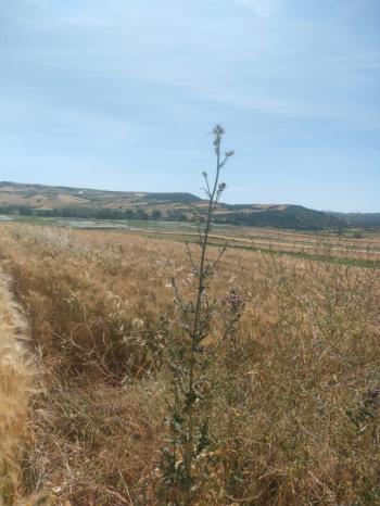 BALIKESİR GÖNEN ULUKIR'DA SATILIK 8.500 M² VERİMLİ TARLA