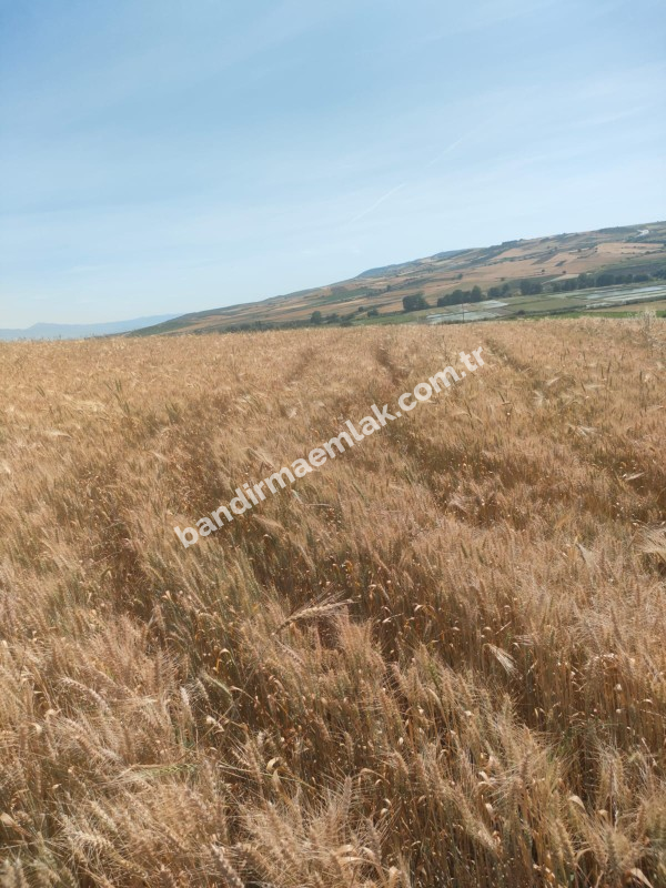 BALIKESİR GÖNEN ULUKIR'DA SATILIK 8.500 M² VERİMLİ TARLA
