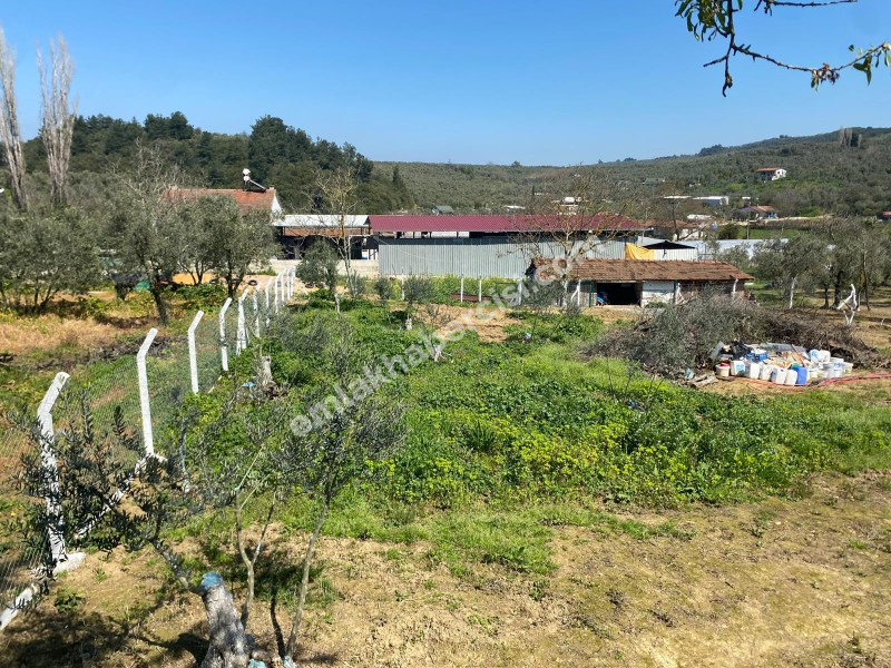  MUDANYA TRİLYE MERKEZE ÇOK YAKIN YAZ KIŞ GİDİLEBİLİR SATILIK 1.116 m2 BAHÇE