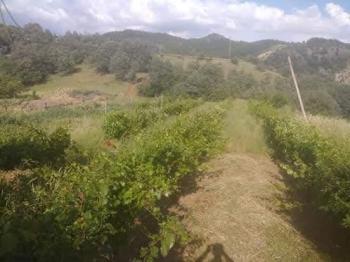 GÜVENAY - ÇORUM İSKİLİP TOSYA YOLU ÜZERİNDE YOLA SIFIR SATILIK 40 DÖNÜM KOMPLE ÇİFTLİK!