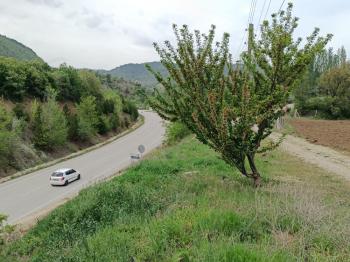 GÜVENAY - ÇORUM İSKİLİP TOSYA YOLU ÜZERİNDE YOLA SIFIR SATILIK 40 DÖNÜM KOMPLE ÇİFTLİK!