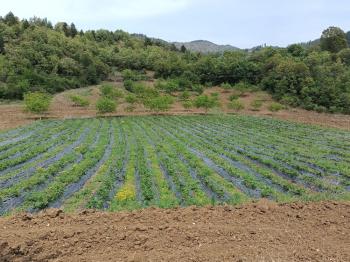 GÜVENAY - ÇORUM İSKİLİP TOSYA YOLU ÜZERİNDE YOLA SIFIR SATILIK 40 DÖNÜM KOMPLE ÇİFTLİK!