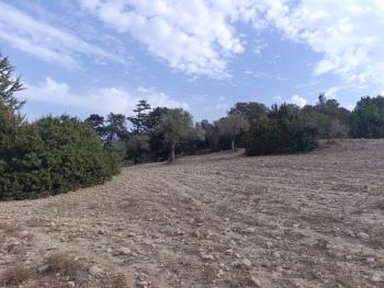 İSKELE YENİ ERENKÖY'DE TARIMSAL ZEYTİNLİK ARAZİ