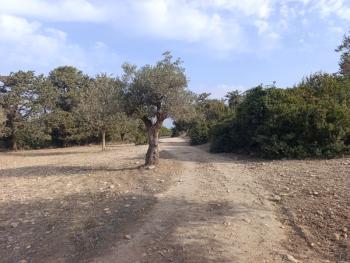 İSKELE YENİ ERENKÖY'DE TARIMSAL ZEYTİNLİK ARAZİ