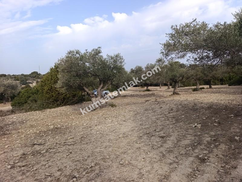 İSKELE YENİ ERENKÖY'DE TARIMSAL ZEYTİNLİK ARAZİ