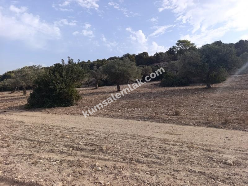 İSKELE YENİ ERENKÖY'DE TARIMSAL ZEYTİNLİK ARAZİ