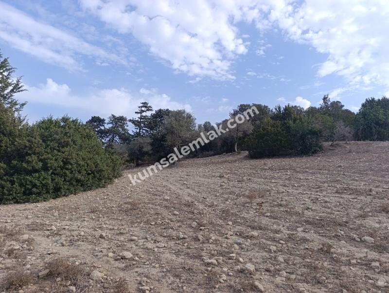 İSKELE YENİ ERENKÖY'DE TARIMSAL ZEYTİNLİK ARAZİ