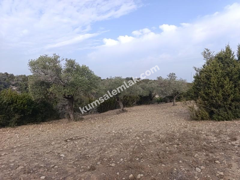 İSKELE YENİ ERENKÖY'DE TARIMSAL ZEYTİNLİK ARAZİ