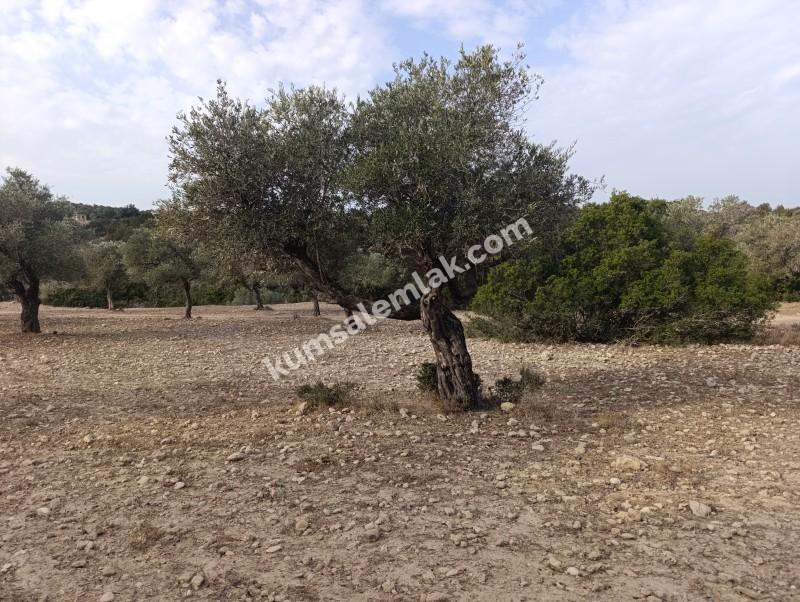 İSKELE YENİ ERENKÖY'DE TARIMSAL ZEYTİNLİK ARAZİ