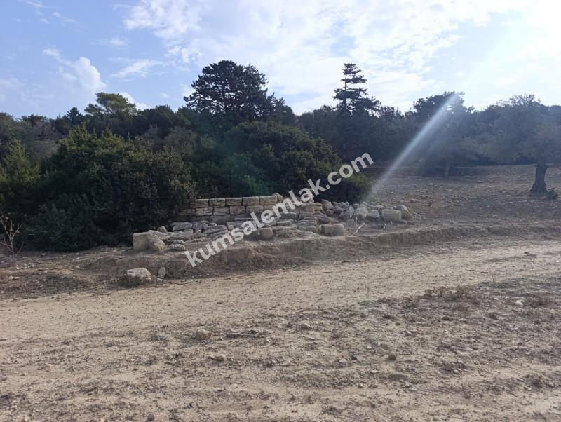 İSKELE YENİ ERENKÖY'DE TARIMSAL ZEYTİNLİK ARAZİ