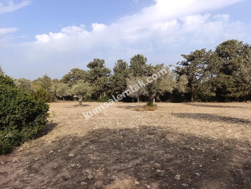 İSKELE YENİ ERENKÖY'DE TARIMSAL ZEYTİNLİK ARAZİ