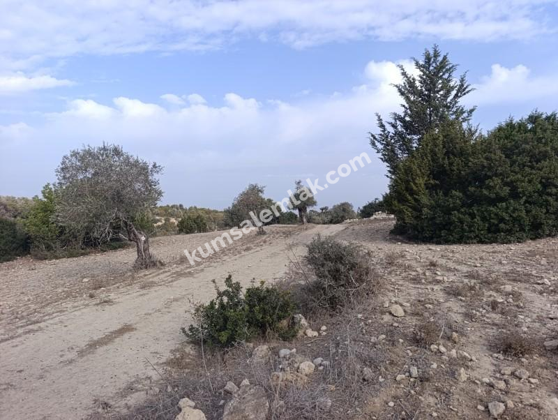 İSKELE YENİ ERENKÖY'DE TARIMSAL ZEYTİNLİK ARAZİ