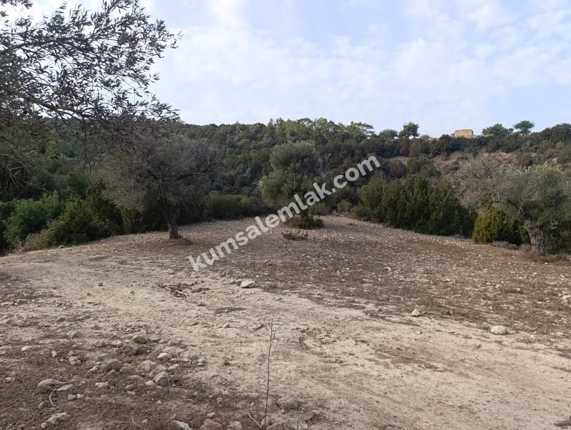 İSKELE YENİ ERENKÖY'DE TARIMSAL ZEYTİNLİK ARAZİ