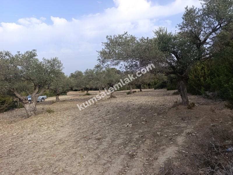 İSKELE YENİ ERENKÖY'DE TARIMSAL ZEYTİNLİK ARAZİ