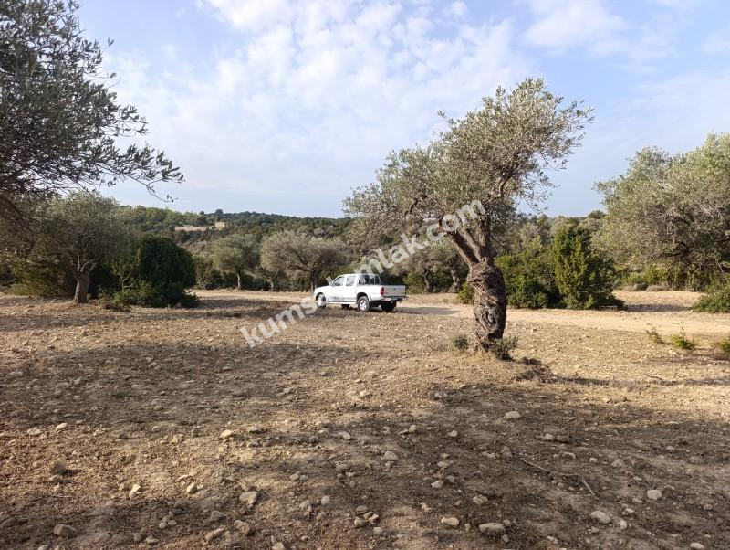 İSKELE YENİ ERENKÖY'DE TARIMSAL ZEYTİNLİK ARAZİ