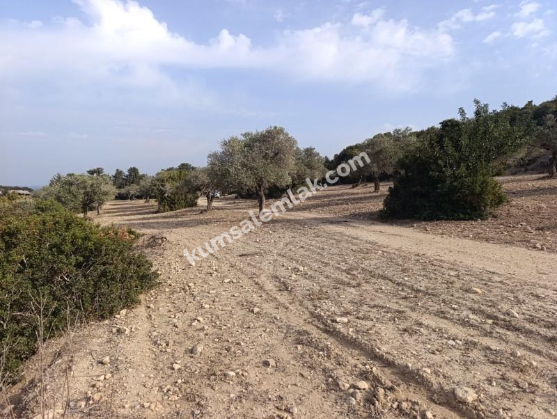 İSKELE YENİ ERENKÖY'DE TARIMSAL ZEYTİNLİK ARAZİ