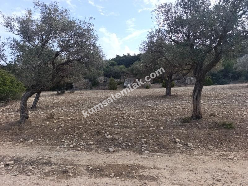 İSKELE YENİ ERENKÖY'DE TARIMSAL ZEYTİNLİK ARAZİ