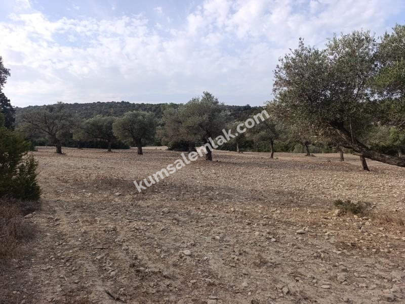 İSKELE YENİ ERENKÖY'DE TARIMSAL ZEYTİNLİK ARAZİ