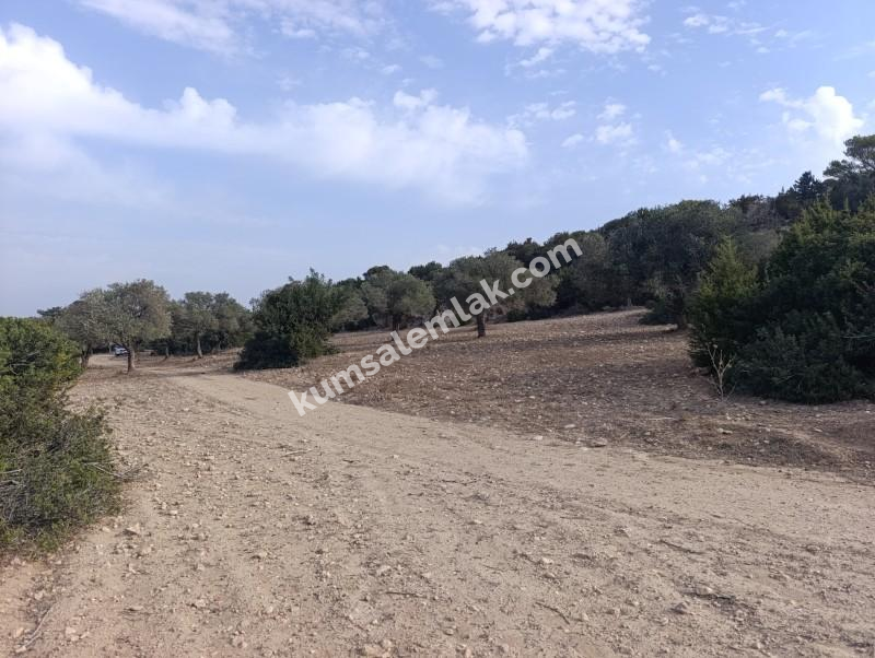 İSKELE YENİ ERENKÖY'DE TARIMSAL ZEYTİNLİK ARAZİ
