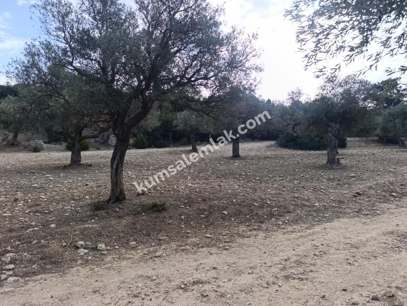 İSKELE YENİ ERENKÖY'DE TARIMSAL ZEYTİNLİK ARAZİ