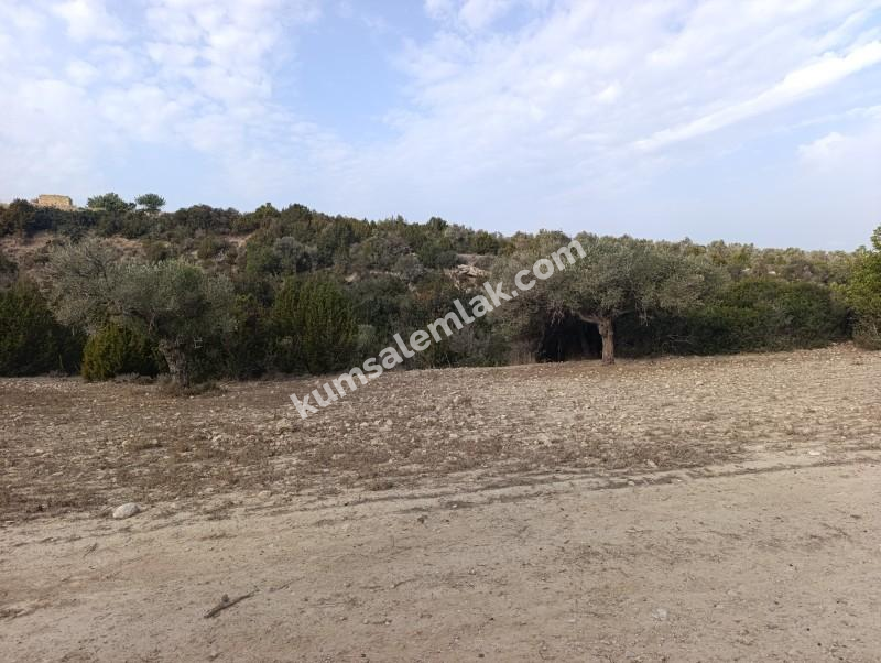 İSKELE YENİ ERENKÖY'DE TARIMSAL ZEYTİNLİK ARAZİ