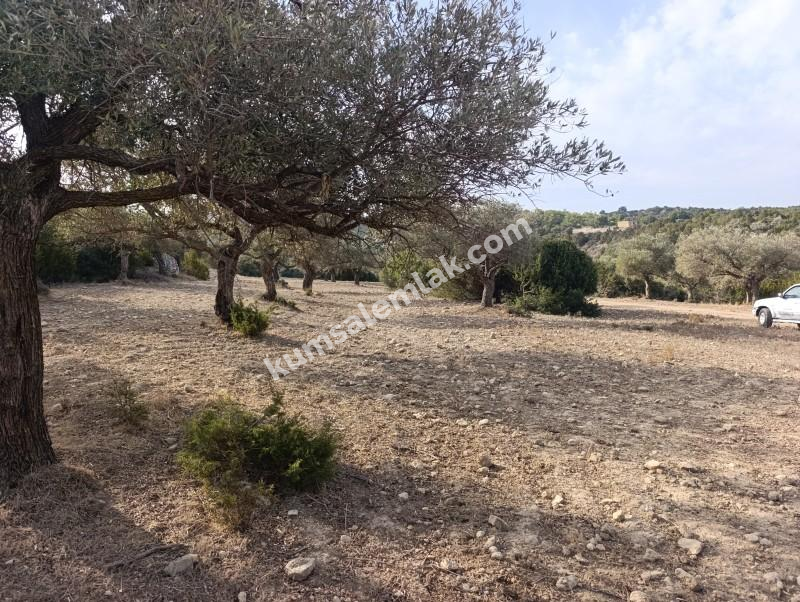 İSKELE YENİ ERENKÖY'DE TARIMSAL ZEYTİNLİK ARAZİ