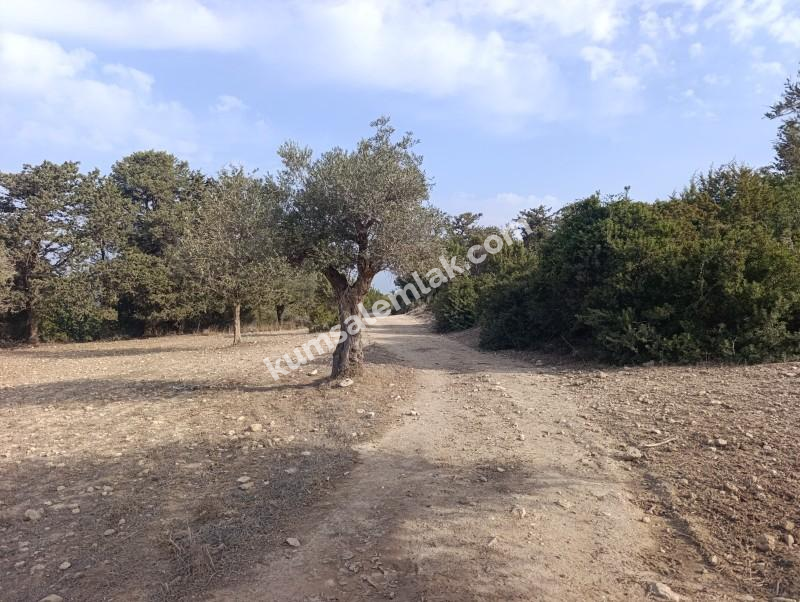 İSKELE YENİ ERENKÖY'DE TARIMSAL ZEYTİNLİK ARAZİ