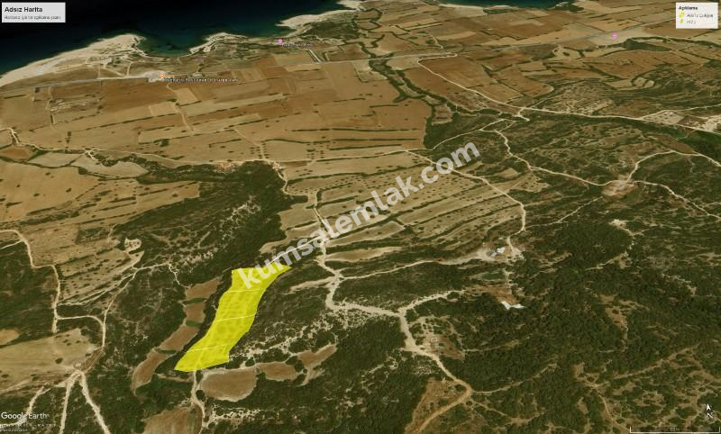 İSKELE YENİ ERENKÖY'DE TARIMSAL ZEYTİNLİK ARAZİ