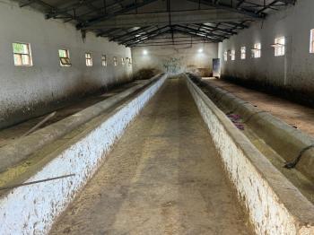 GÜVANAY - ÇORUM İSKİLİP 10 DÖNÜM ÜZERİNE KURULU 350 BAŞLIK TAM TEŞEKKÜLLÜ BESİ ÇİFTLİĞİ 
