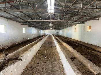 GÜVANAY - ÇORUM İSKİLİP 10 DÖNÜM ÜZERİNE KURULU 350 BAŞLIK TAM TEŞEKKÜLLÜ BESİ ÇİFTLİĞİ 